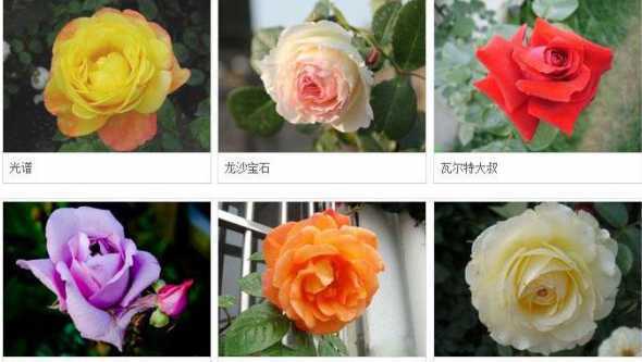 月季花哪个产地含量高 月季的原产地在哪里
