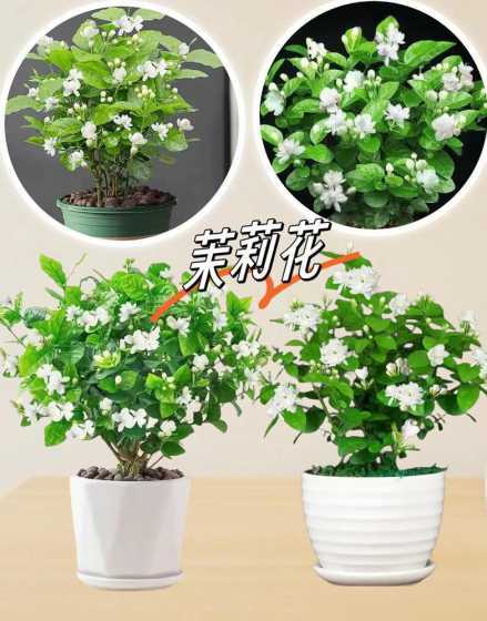 茉莉什么时候才能开花 茉莉什么时候开花