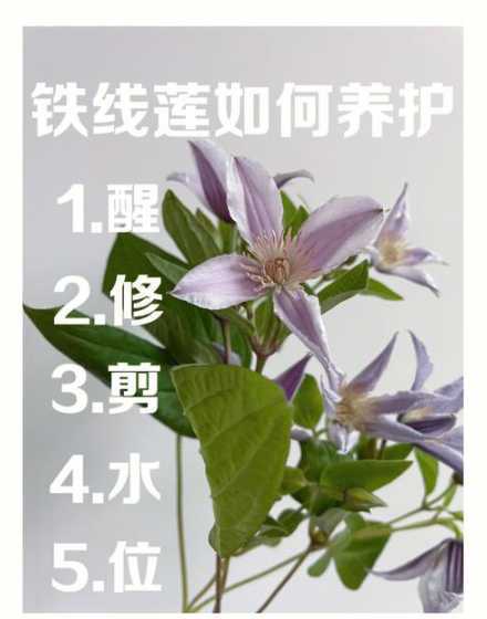 夏天怎么给铁线莲浇水 如何给铁线莲浇水