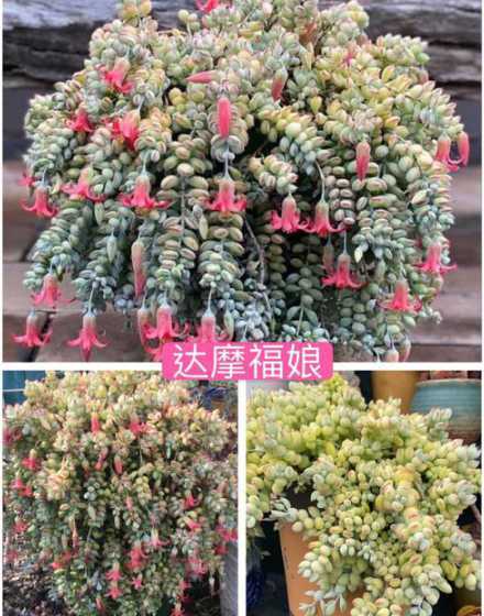 福娘多肉为什么养不活 乒乓福娘多肉叶子干瘪原因是什么 要怎么处理