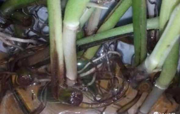 水种绿萝为什么会烂根 绿萝烂根是什么原因,怎么补救