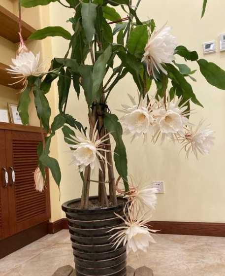 昙花使用怎么处理办法 昙花花肥用什么合适,肥料制作与使用方法
