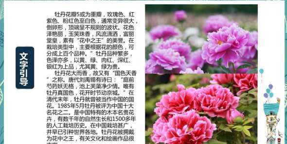 牡丹花在什么季节成熟 牡丹花是什么季节开的