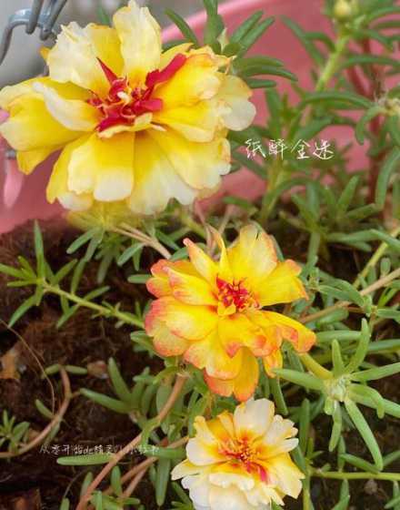 怎么样可以让花快快开 花越开越大教案