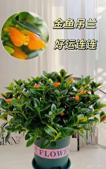 金鱼吊兰怎么才能开花 金鱼吊兰怎么修剪
