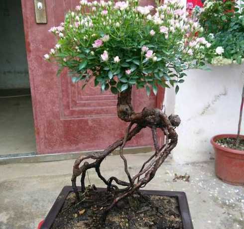 嫁接成的花是什么颜色 嫁接后开出的花与什么有关