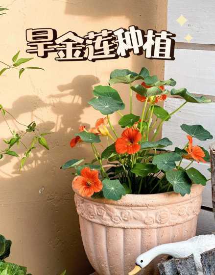旱金莲开花了怎么浇水 旱金莲幼苗时枯萎怎么办