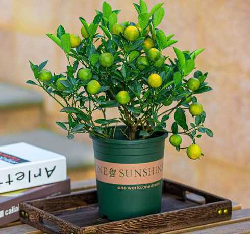 金桔树盆栽用什么土壤 金桔盆栽什么时候种植最好