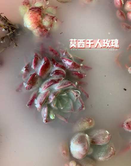 多菌灵泡久了会怎么样 多菌灵浸泡植物根部要多久才能杀菌
