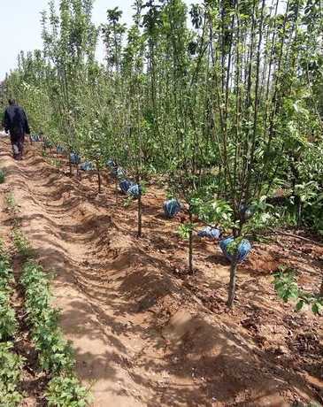 西府海棠2公分多少钱 一棵杨树植多少钱