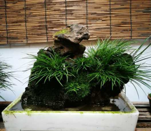 昌蒲草盆景用什么材料 种植盆景的方法