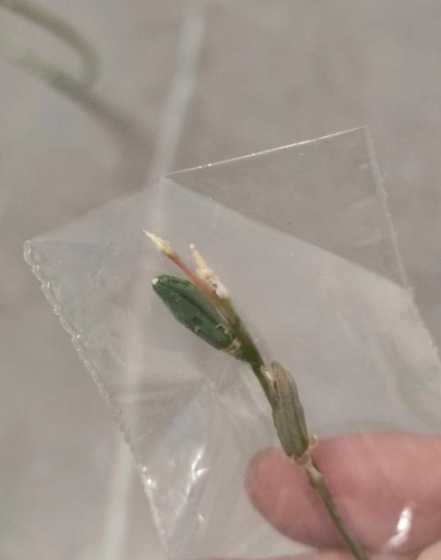 玉露种子怎么种植步骤 玉露种子的种植方法