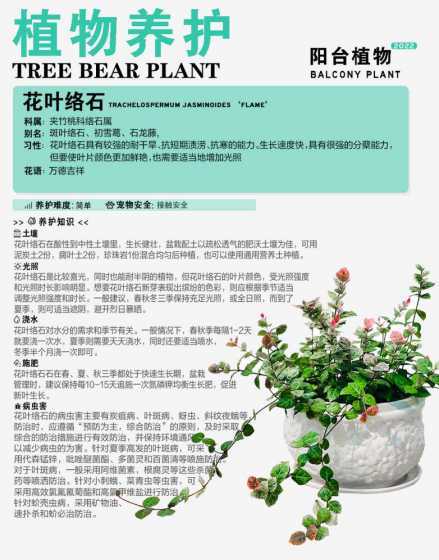 花叶络石怎么才会变色 花叶络石的叶子为什么变红了
