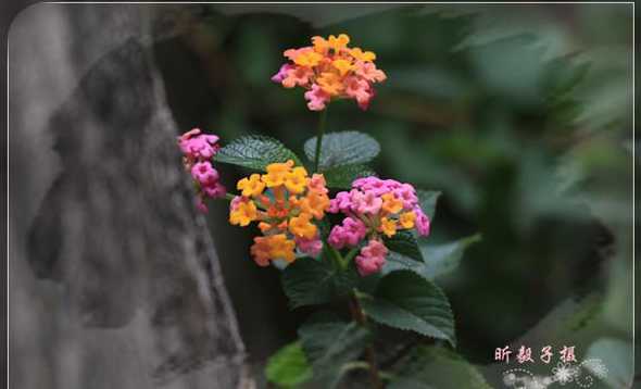猪屎花为什么叫猪屎花 这桂花为什么不开花