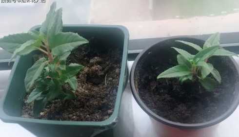 倒挂金钟怎么养成小苗 怎么养植倒挂金钟