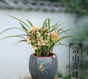 盆栽兰花为什么要浅栽 兰花的养殖方法和注意事项 盆栽