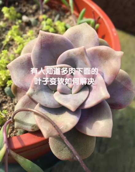 肉肉叶子发软怎么补救 多肉叶子干瘪怎么回事
