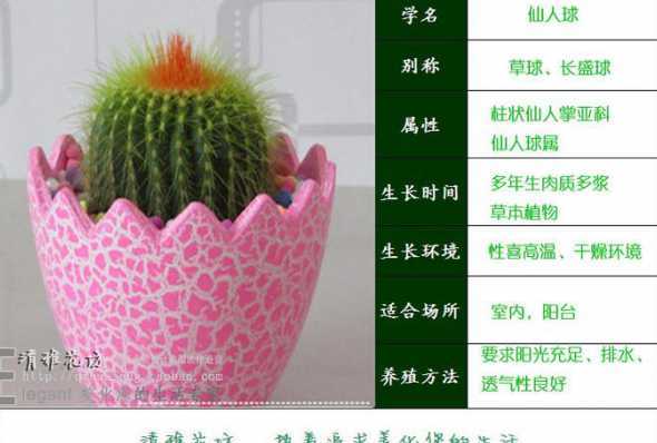 仙人掌怎么养才能养活 仙人掌怎么养活