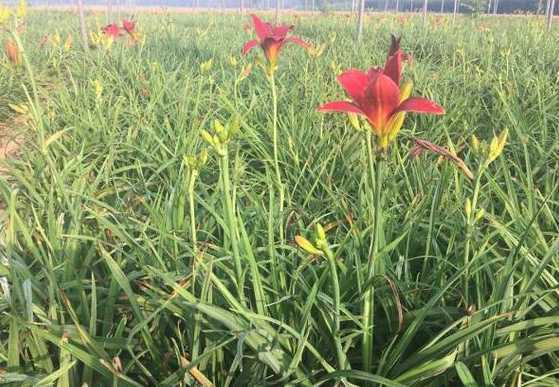 萱草一平米种植多少株 刚买了几棵萱草,怎样种植