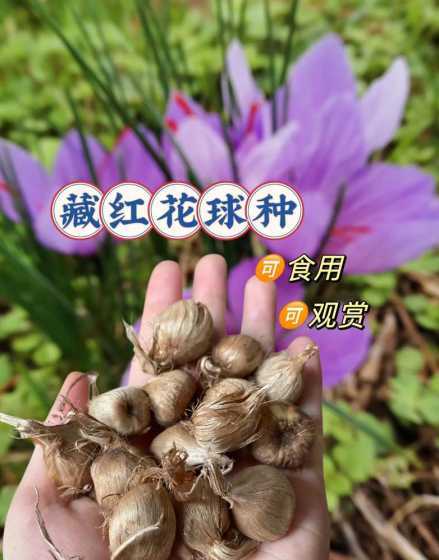自种藏红花为什么不红 自己种的藏红花怎么处理