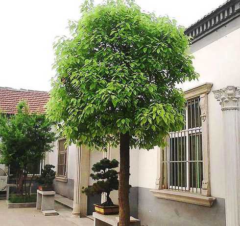 湖南别墅种植什么树木 别墅花园适宜种植什么植物