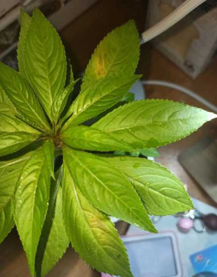 花儿叶子发黄怎么补救 我养的花儿开始叶子发黄了,该怎么办