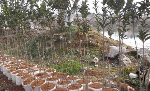 桂花小苗什么时候移栽 桂花苗的移栽什么时候进行最好