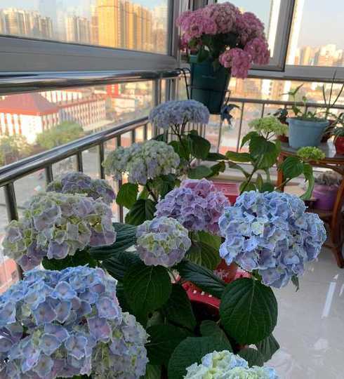 夏天阳台合适种什么花 夏天阳台种什么花