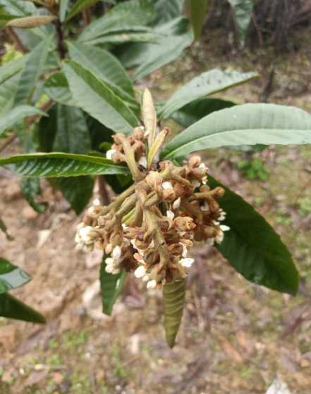 枇杷果树什么时间开花 枇杷树什么时候开花