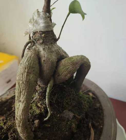 榕树盆景烂根怎么补救 榕树换盆换土,结果叶子全掉了,怎么回事