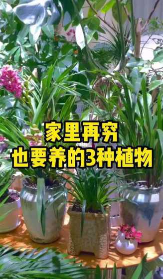 家里为什么不能养家花 红钻为什么不能养家里