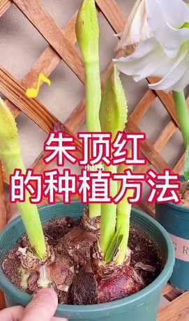 秋天的朱顶红怎么养殖 大头兰怎么养