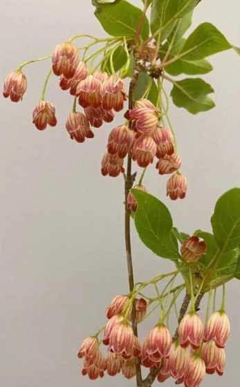 吊钟花为什么狂掉叶子 吊钟花叶子又黄又掉怎么办,花朵都掉完了