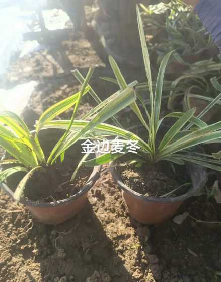 金边麦冬每平方多少颗 金边麦冬的产地分布