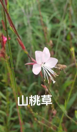 山桃草为什么叫山桃草 紫叶千鸟花和山桃草的区别