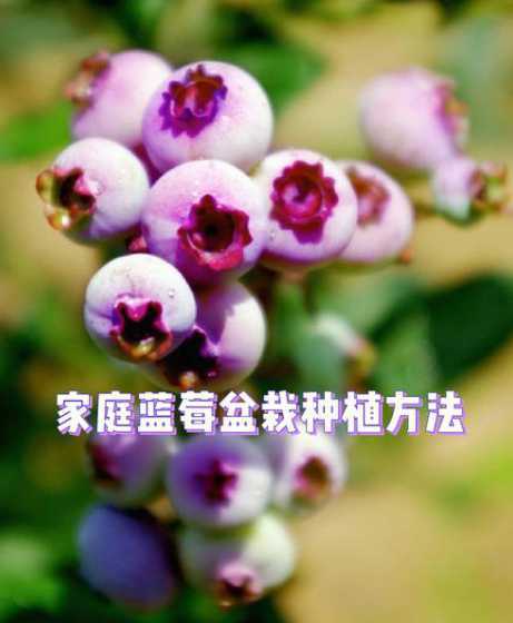 盆栽蓝莓秋天怎么管理 盆栽蓝莓的管理方法