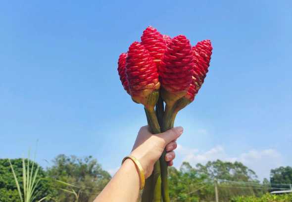 生姜花适合摆什么地方 种生姜需要多深的花盆