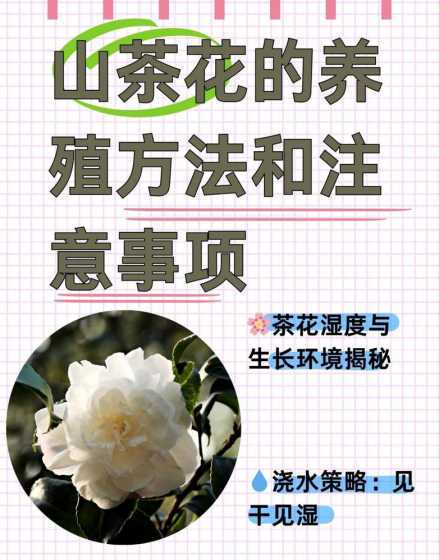 茶花什么时候需要湿度 茶花适合的温度和湿度