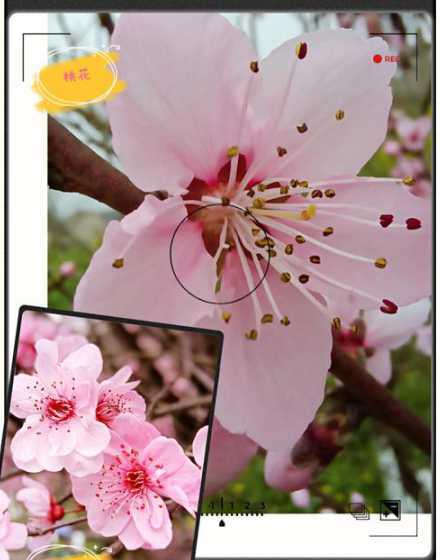 没开花的梅花怎么区分 梅花不开花时是什么样子