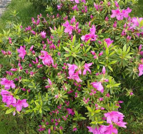 长沙的市树市花是什么 长沙是的市树和市花分别是什么