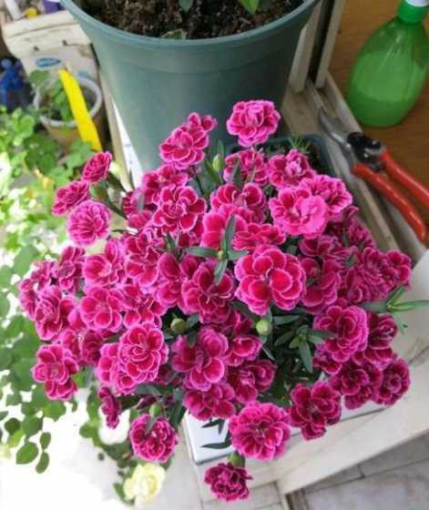 花为什么在三楼养不好 花在高层为什么长不好啊