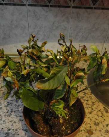室内花干枯了怎么救活 栀子花干枯了还能救活