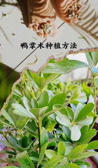 鸭子抓黄叶是什么原因 霜降是什么意思