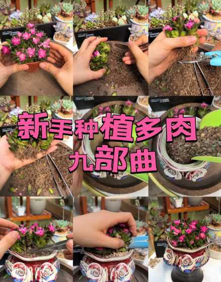 多肉怎么养桩子才能粗 多肉植物怎么养成老桩呢