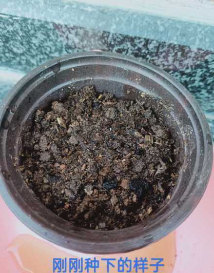 石竹的幼苗长什么样的 请问这是什么花