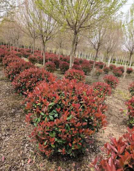4公分红梅多少钱一棵 一棵杨树植多少钱
