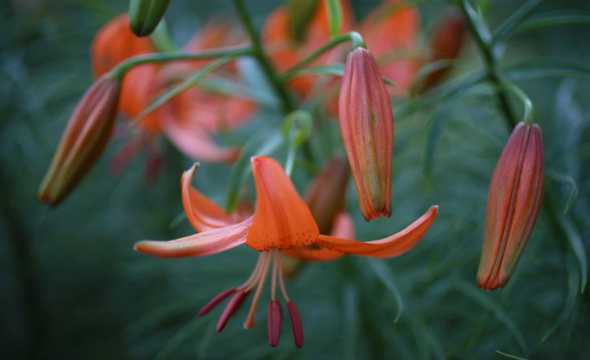 百合花为什么7点开花 百合花为什么在凌晨三点开花