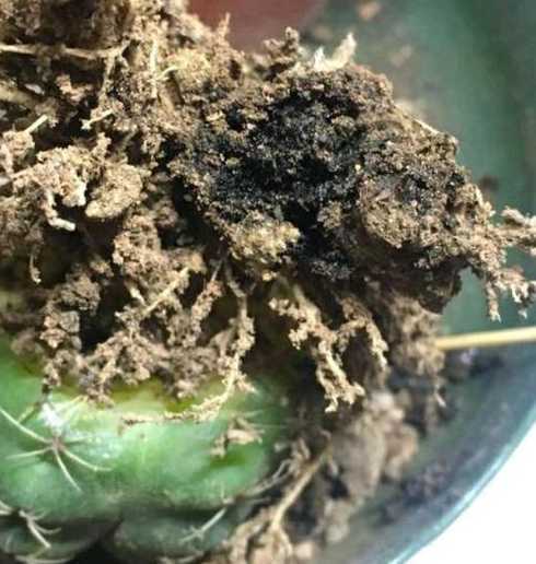 仙人球根部烂了怎么办 仙人球烂皮了怎么办