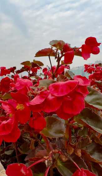 冬天秋海棠为什么开花 常识秋海棠开花