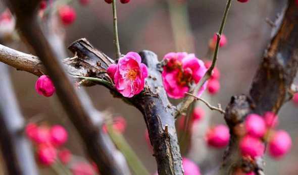 梅花什么时候高压繁殖 梅花压条一般在几月梅花的高压繁殖方法